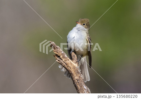 White crested Elaenia, Elaenia albiceps, calden Forest, La Pampa province , Patagonia, Argentina White crested Elaenia, Elaenia albiceps, calden Forest, La Pampa province , Patagonia, Argentina 135680220