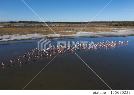 Flamingos flock in a salty lagoon, La Pampa Province,Patagonia, Argentina. Flamingos flock in a salty lagoon, La Pampa Province,Patagonia, Argentina. 135680222