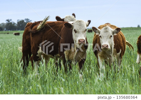 Cattle raising with natural pastures in Pampas countryside, La Pampa Province,Patagonia, Argentina. Cattle raising with natural pastures in Pampas countryside, La Pampa Province,Patagonia, Argentina. 135680364