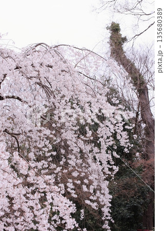 京都御所の桜と木蓮と野鳥 京都御所の桜と木蓮と野鳥 135680389