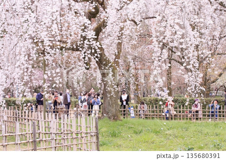 京都御所の桜と木蓮と野鳥 京都御所の桜と木蓮と野鳥 135680391