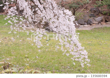 京都御所の桜と木蓮と野鳥 135680394