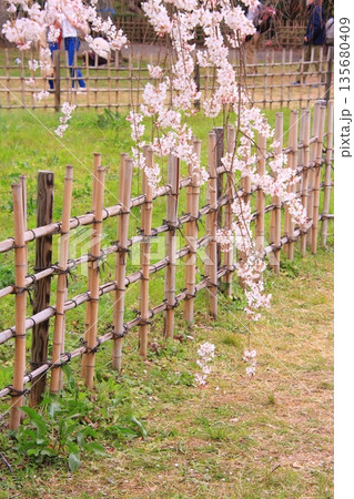 京都御所の桜と木蓮と野鳥 京都御所の桜と木蓮と野鳥 135680409