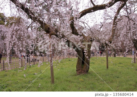 京都御所の桜と木蓮と野鳥 135680414