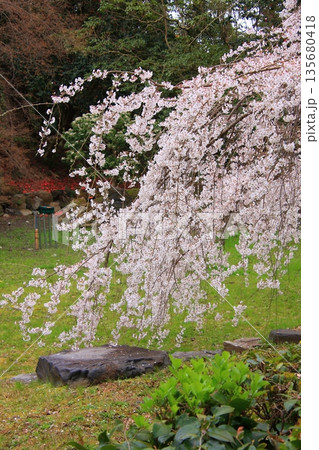 京都御所の桜と木蓮と野鳥 京都御所の桜と木蓮と野鳥 135680418