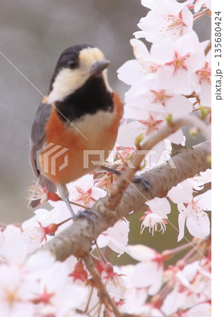 京都御所の桜と木蓮と野鳥 京都御所の桜と木蓮と野鳥 135680424