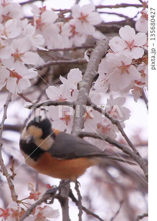 京都御所の桜と木蓮と野鳥 京都御所の桜と木蓮と野鳥 135680427