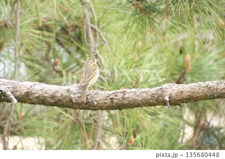 京都御所の桜と木蓮と野鳥 京都御所の桜と木蓮と野鳥 135680448