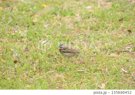 京都御所の桜と木蓮と野鳥 京都御所の桜と木蓮と野鳥 135680452