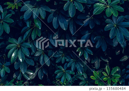 Herb wall, plant wall, natural green wallpaper and background. Herb wall, plant wall, natural green wallpaper and background. 135680484