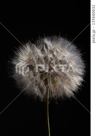 Soft Tragopogon Flower Head Illuminated Against a Dark Background 135680632