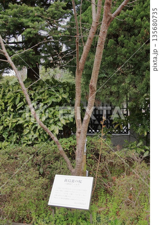 同志社大学の創始者新島襄の新島旧邸 135680735