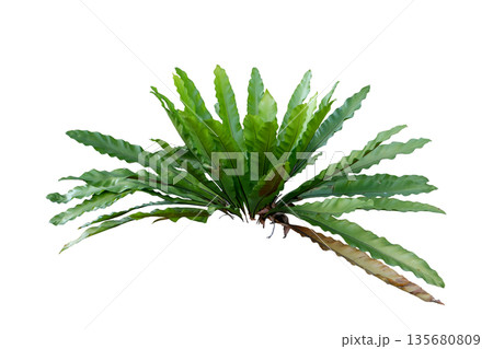 Bird's Nest Fern or Asplenium nidus Bird's Nest Fern or Asplenium nidus 135680809