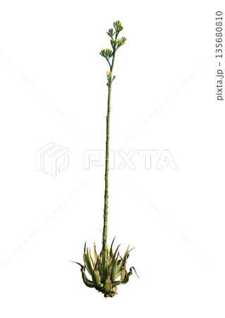 Agave desmettiana jacobi plant Agave desmettiana jacobi plant 135680810