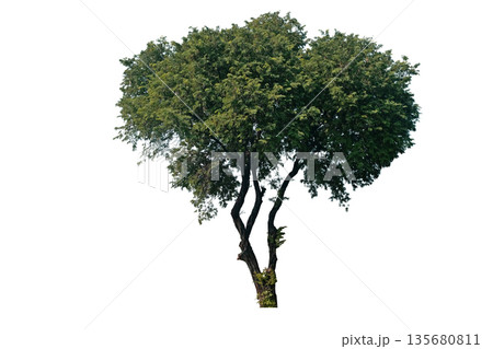Tamarind tree (Tamarindus indica) 135680811