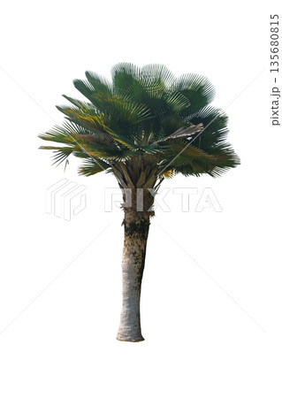 Palm tree Copernicia Baileyana 135680815