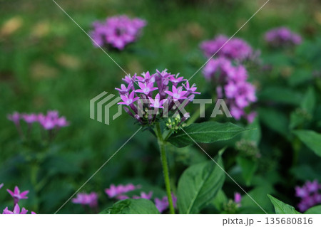 This plant is Pentas lanceolata 135680816