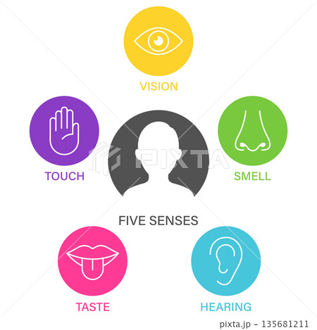 Five senses of human nervous system icon vector illustration, Simple line icons and color circles, 135681211