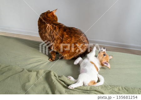 Ginger cat and puppy playing on bed. Domestic animals friendship concept. 135681254