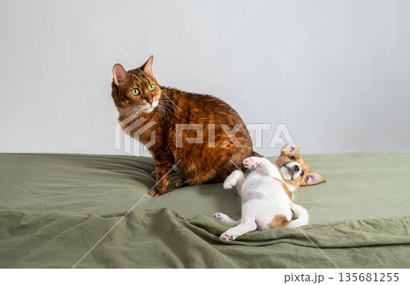 Bengal cat and playful jack russell puppy lying on back. 135681255