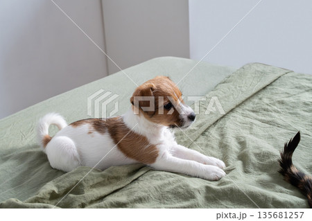 Jack Russell terrier puppy lying on sage green bedspread indoors, looking at cat tail. Jack Russell terrier puppy lying on sage green bedspread indoors, looking at cat tail. 135681257