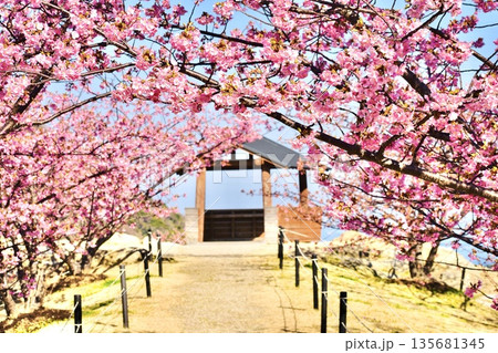 上関城山歴史公園の河津桜 135681345