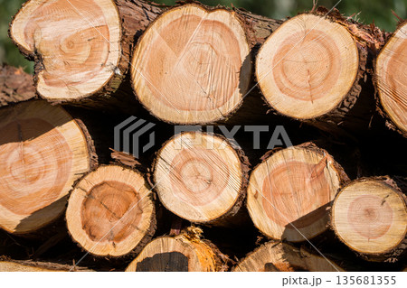 積み上げられた丸太 135681355