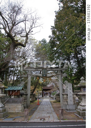 滋賀県草津市の桜の名所　立木神社 135681392