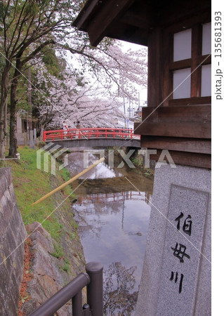 滋賀県草津市の桜の名所　立木神社 135681393