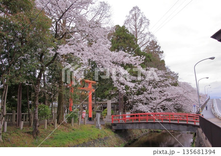 滋賀県草津市の桜の名所 立木神社 滋賀県草津市の桜の名所 立木神社 135681394