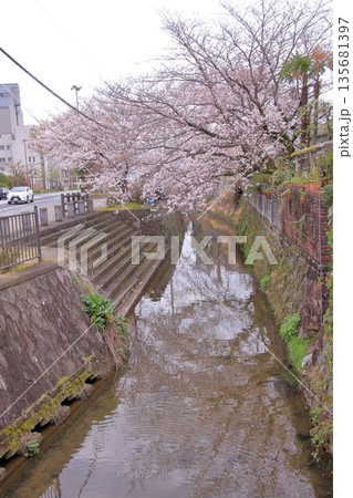 滋賀県草津市の桜の名所 立木神社 滋賀県草津市の桜の名所 立木神社 135681397