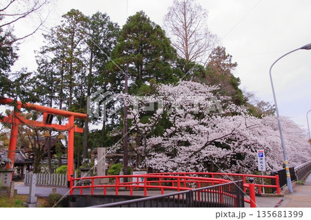 滋賀県草津市の桜の名所　立木神社 135681399