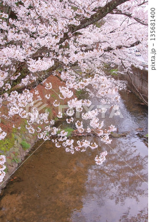 滋賀県草津市の桜の名所　立木神社 135681400