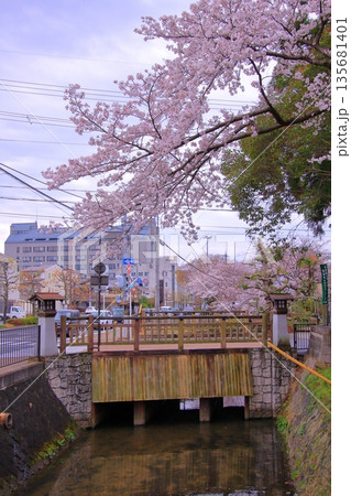 滋賀県草津市の桜の名所　立木神社 135681401