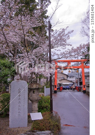 滋賀県草津市の桜の名所 立木神社 滋賀県草津市の桜の名所 立木神社 135681404