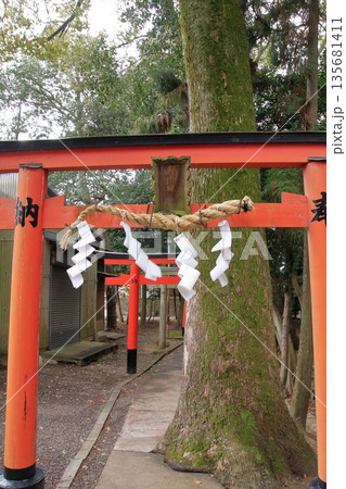 滋賀県草津市の桜の名所 立木神社 滋賀県草津市の桜の名所 立木神社 135681411