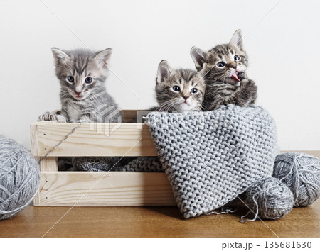 Three tabby kittens 135681630