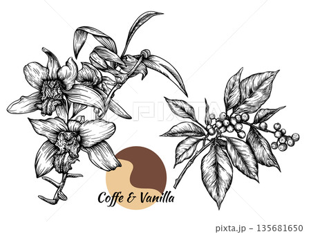 Coffee and vanilla hand-drawn botanical illustration 135681650