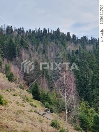 A peaceful mountain slope in the Carpathians with a mosaic of coniferous and deciduous trees. A cozy place to relax 135681704