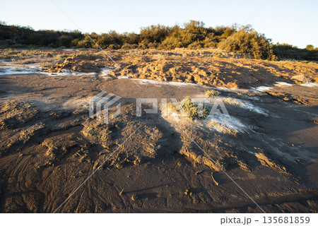 Semi desert environment landcape, La Pampa province, Patagonia, Argentina. 135681859