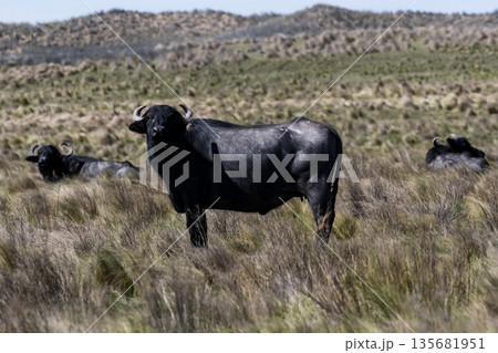 Water buffalo, Bubalus bubalis, Water buffalo, Bubalus bubalis, 135681951