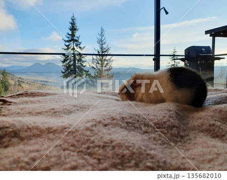 A cute guinea pig resting on a warm blanket with a panoramic view of the winter Carpathians outside the window A cute guinea pig resting on a warm blanket with a panoramic view of the winter Carpathians outside the window 135682010
