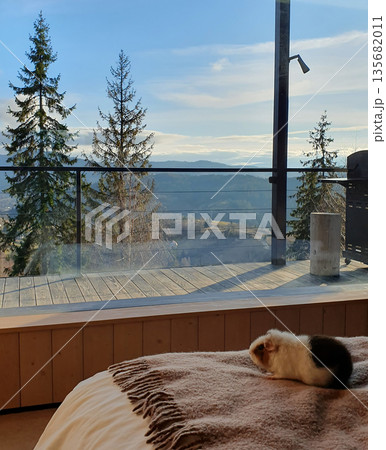 A cute guinea pig resting on a warm blanket with a panoramic view of the winter Carpathians outside the window 135682011
