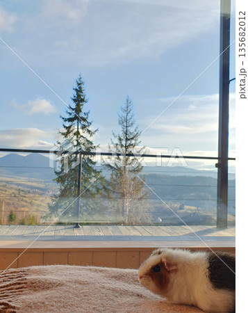 A cute guinea pig resting on a warm blanket with a panoramic view of the winter Carpathians outside the window 135682012