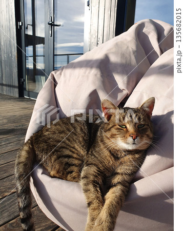 A domestic cat sleeps peacefully on a soft ottoman on the terrace, enjoying the peace 135682015