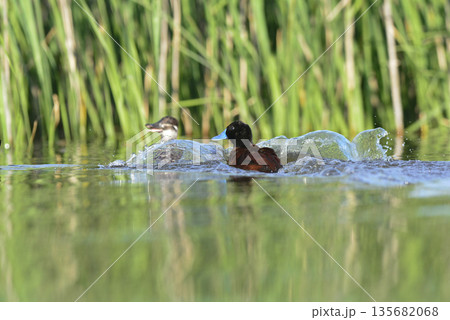 Lake Duck in Pampas Lagoon environment, La Pampa Province, Patagonia , Argentina. 135682068
