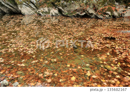 水面に浮かぶ落ち葉 135682167