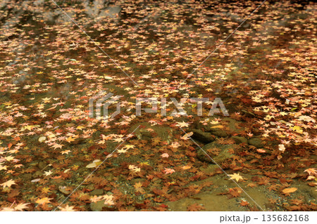水面に浮かぶ落ち葉 135682168