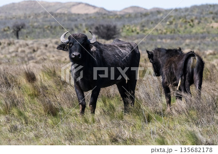 Water buffalo, Bubalus bubalis, Water buffalo, Bubalus bubalis, 135682178