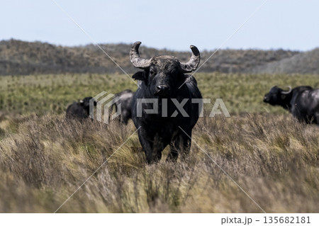 Water buffalo, Bubalus bubalis, species introduced in Argentina, La Pampa province, Patagonia. Water buffalo, Bubalus bubalis, species introduced in Argentina, La Pampa province, Patagonia. 135682181